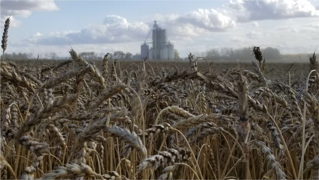 LeRoy Feeds mill in the background of a wheat field